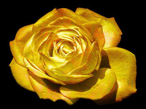 golden-rose-for-web