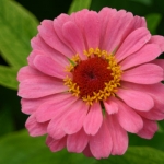 bulgaria-pink-flower-480x360.jpg