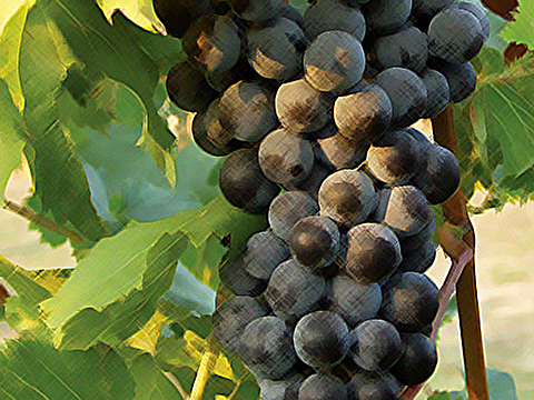 hanging-red-grapes-filtered-480x360