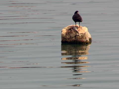 balchik-bird-on-the-water-480x360