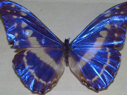blue-butterfly-480x360