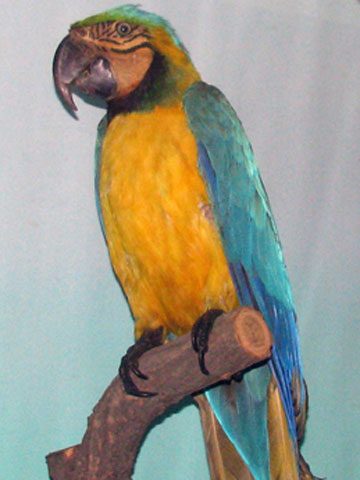 blue-parrot-480x360