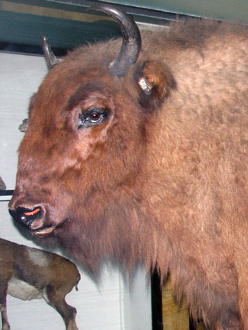 buffalo-480x360