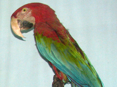 colorful-bird-480x360