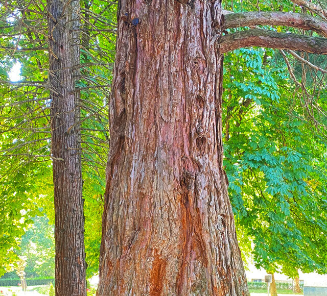 godech sequoia tree